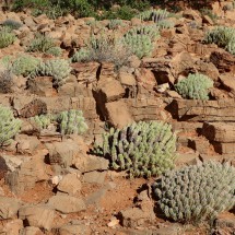 Cacti of the Anti-Atlas